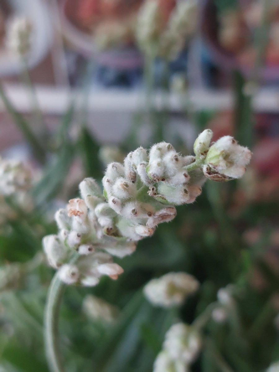 French white lavender from <a href="/TheGatedGarden/">The Gated Garden</a> at Borough Market it is absolutely beautiful and the fragrance is wowsers  x Hayley