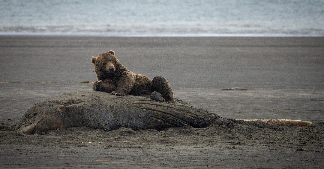 A coastal brown bear diet varies from the interior grizzly bear.

Coastal brown bears are known to eat salmon, grasses, berries, cow parsnip, moose, roots, and.......*checks📓 notes*, ah yes, WHALES 🐋

NPS photos/L. Law