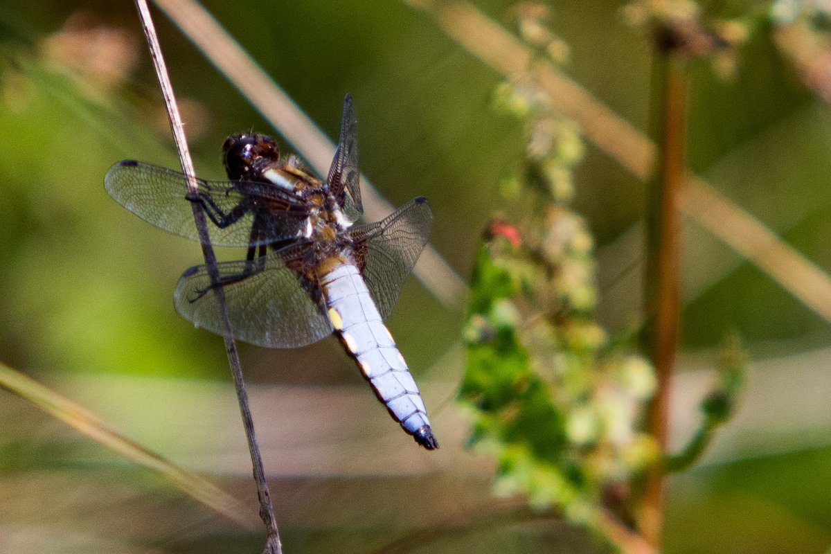 A yellow and blue dragonfly - beautiful 💙💛