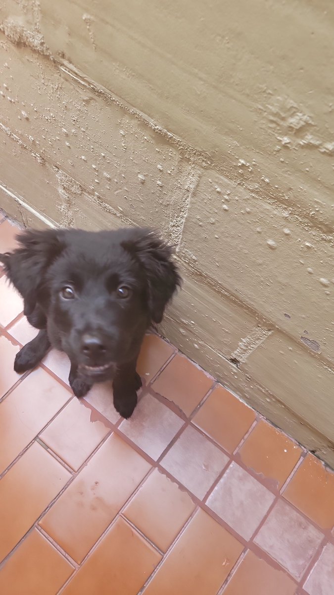 Danielitis88's tweet photo. Compartir para encontrarle casa, machito de 2 a 4 meses de edad mancito y carin̈oso @RescateAnimalEC @luisantonio_r https://t.co/T1Bb6dizvt