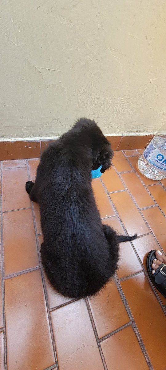 Danielitis88's tweet photo. Compartir para encontrarle casa, machito de 2 a 4 meses de edad mancito y carin̈oso @RescateAnimalEC @luisantonio_r https://t.co/T1Bb6dizvt