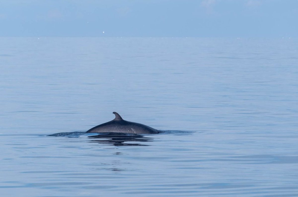 For the past week I have been watching Minke Whales Swim within 500 Yards of The Beach at both Whitby and Sandsend.

Best viewing seems to be from Sandsend Sea Wall just after Hugh tide.

No need for binoculars, they are perfectly visible with your eyes.

Look for the feeding