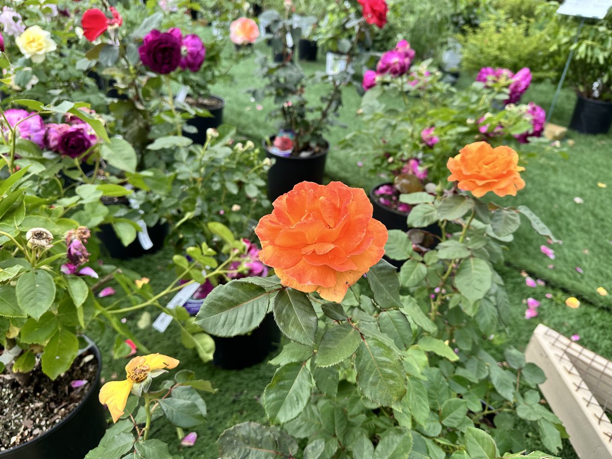 Celebrate Canada Day with Us!

We are open on Canada Day! 🎉🇨🇦 Come and enjoy our special sales:

Fragrant Roses
- Multi-buy sale with savings up to **30%**! 

Hostas and Astilbes
- On sale at **25% off**

hubs.li/Q02DNtjH0