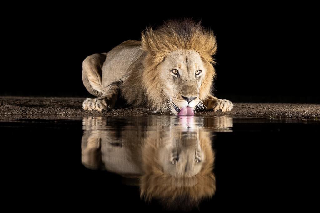 A week back, after a fantastic trip to Zimanga Private Game Reserve in South Africa with Wild Aperture. On the first night i was privileged to be in one of the overnight hides, when the male Lion Prince came to drink. Being metres away from such a great animal was truly humbling.