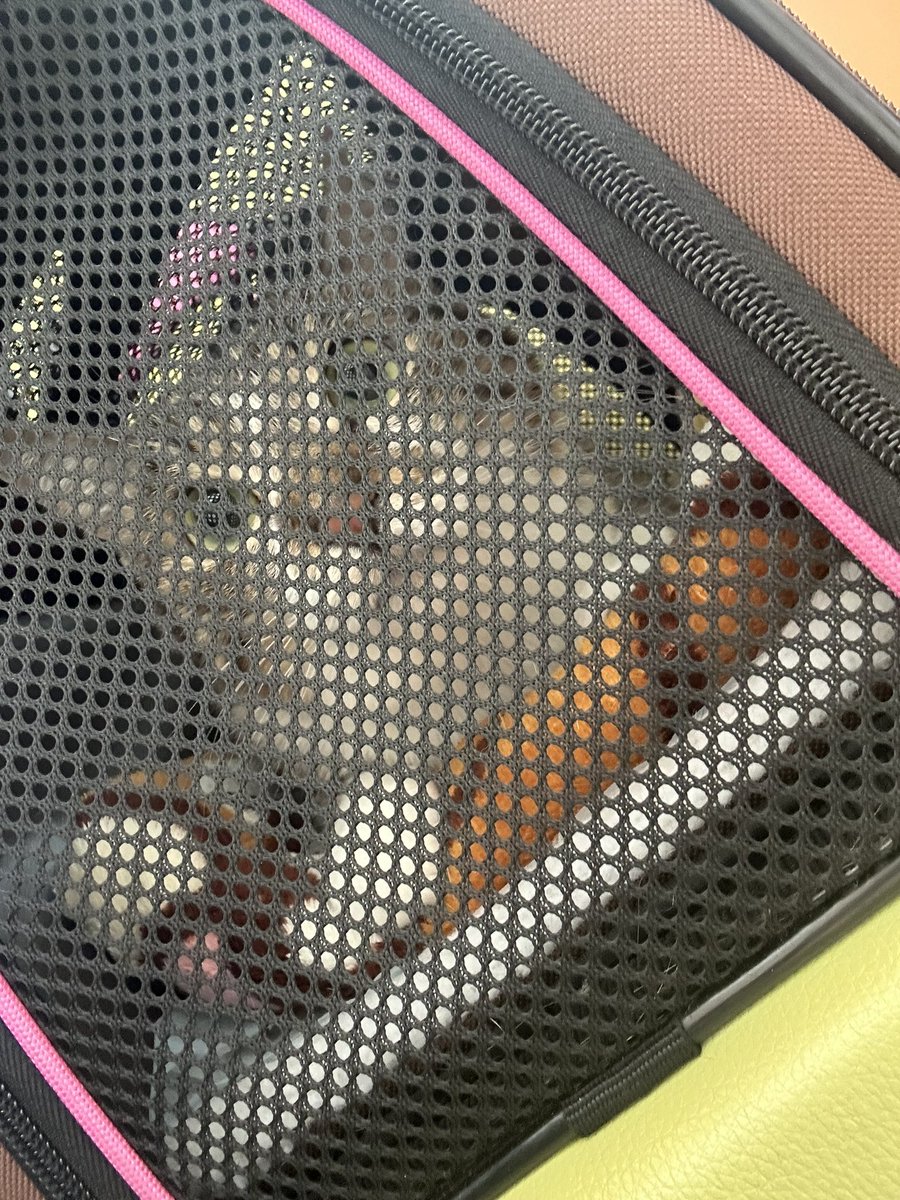 誕生日の次の日皮下点滴で通院でした🥲
来月から全部自宅で皮下点滴できるようにチャレンジしてみます！
まぐ今日も頑張ってくれました✨ありがとうね🥲✨
みなさんいつも応援ありがとうございます🙏