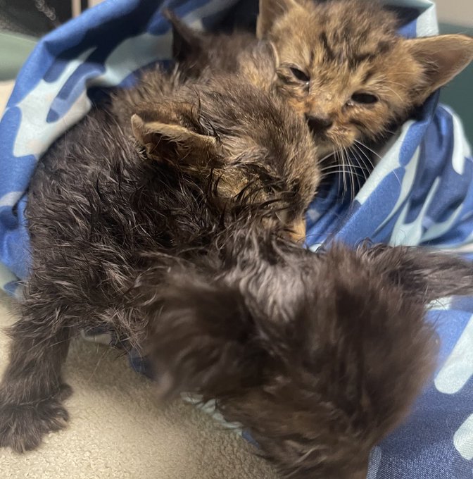 PicklesMil's tweet photo. Update. 🆘 @gandolf_s 
The 4 motherless kittens have been rescued and are at the ER vet. No choice. 😪
Haven't eaten in 2 days. Abt 2-3 weeks old. No mother. Covered in fleas, pee and crying for Mommy. 
2 with severe eye issues (infection?) One looks like infection might have already taken eye. 
Vet is checking them over. 
PLEASE...a little help for their bill.
Priya had one choice when the call came in...to save them. 
She is not well, Fosters are full. Shelters are full. They have been through hell. Crying and searching for Mommy for 2 days under someone's porch. 
If by some miracle, someone in or around Atlanta sees this post, please...
a Foster is urgently needed🙏🙏🙏🙏🙏🙏🙏🙏🙏🙏🙏🙏🙏🙏
They will need to be bottle fed. 
Any $ help is so very appreciated for these helpless babies...🙏
Kitten Season...the cruelest season of all😭😡

Medlock Bridge Animal Hospital
Address: 5155 S Old Peachtree Rd, Norcross, GA 30092
Phone: (770) 242-9272
account of Priyal Patel-Knox
or 
https://t.co/exGyffzI9a (under friends & family)
