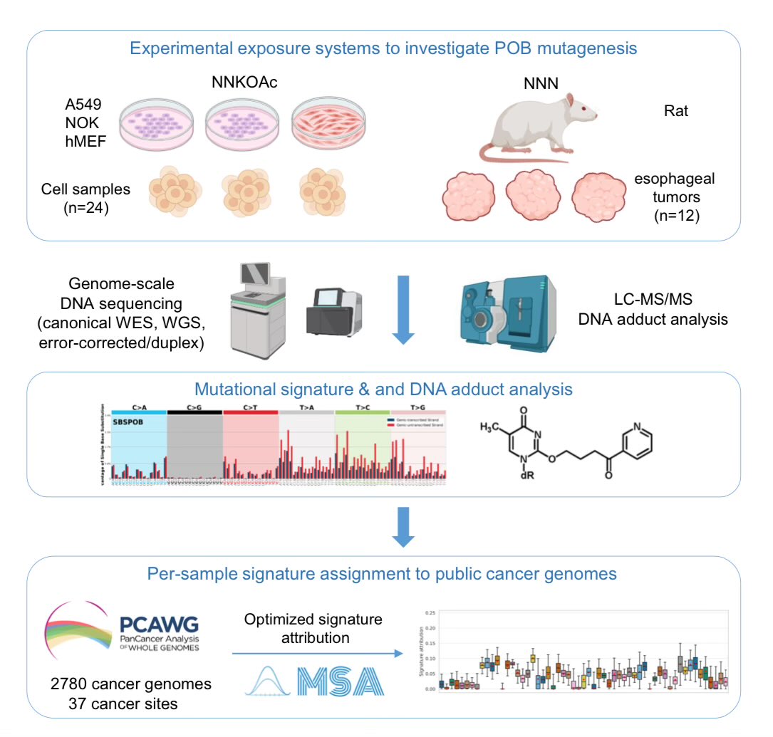 Jiri__Zavadil's tweet photo. ✨Check out our new preprint on #mutationalsignatures of tobacco-specific nitrosamines, extensively modeled in vitro &amp; in vivo &amp; found in numerous human cancers. The key target sites seem distinct from cancers with SBS4 &amp; SBS92, known signatures of tobacco smoking. Intriguing 🧐! https://t.co/laWKHEblFS