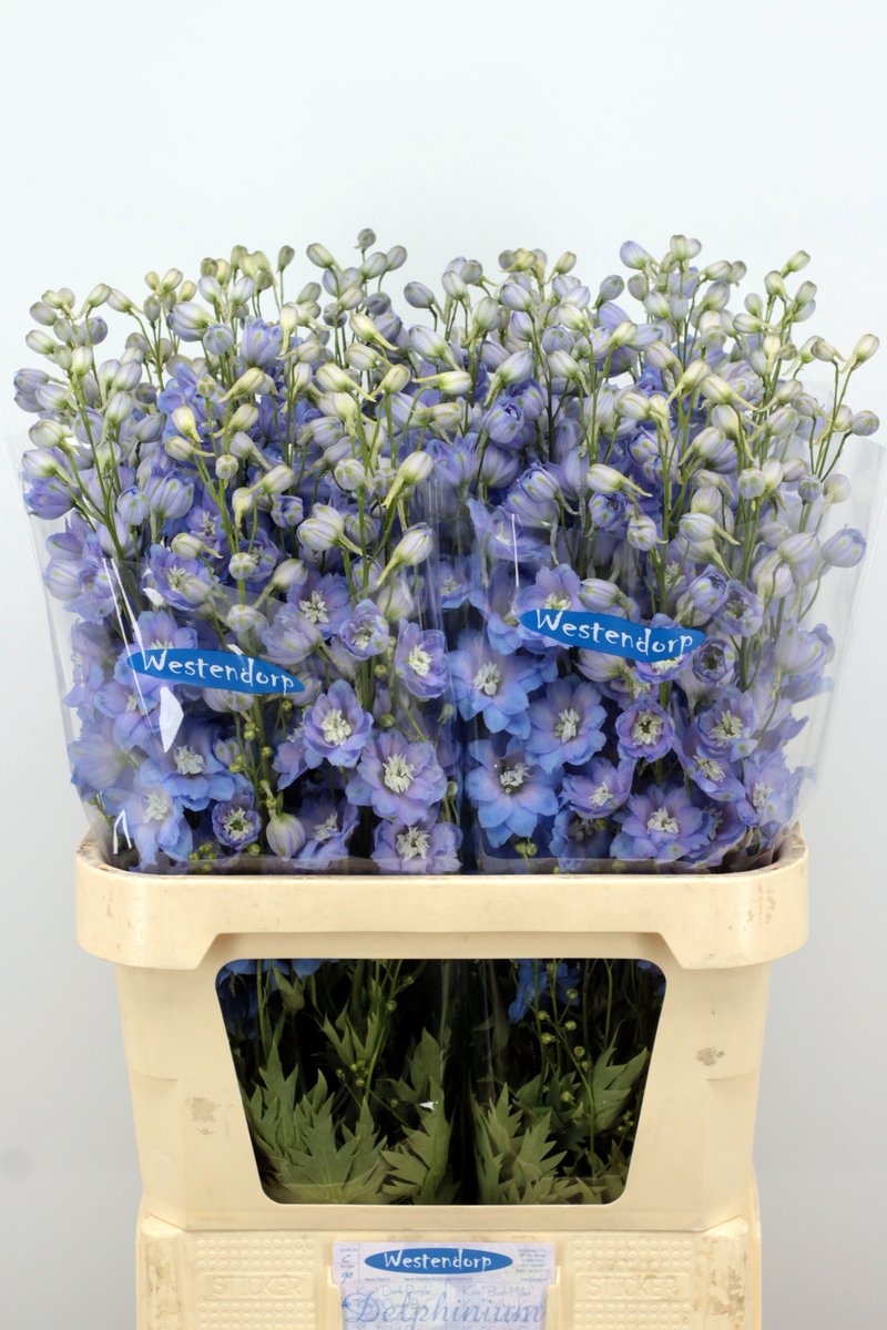 awestendorp's tweet photo. maandag weer diverse Delphinium voor de klok in Aalsmeer, niet heel lang wel mooi
Deels ook via klokvoorverkoop https://t.co/lsuKGAl1St