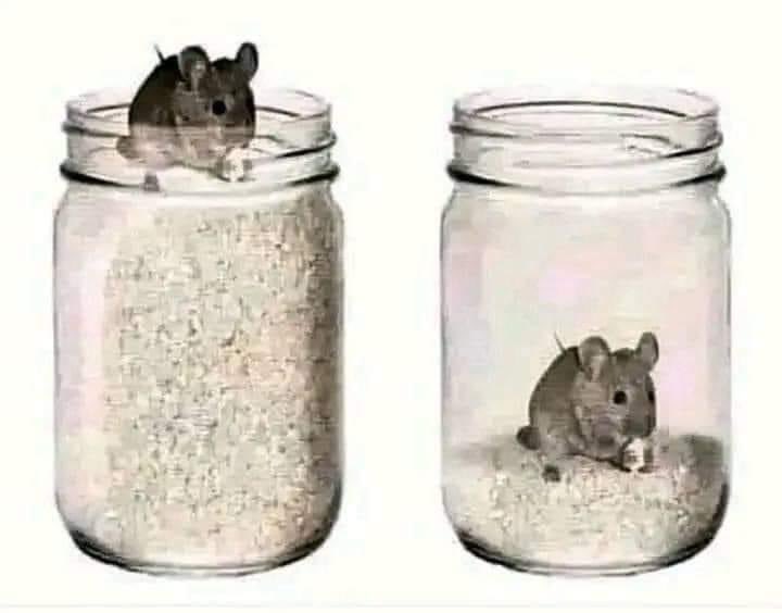 Se colocó un ratón encima de un frasco lleno de granos. 
 Estaba tan feliz de encontrar tanta comida a su alrededor que ya no sintió la necesidad de correr buscando comida. 
 Ahora podría vivir felizmente su vida.  Después de unos días de disfrutar los granos, llegó al fondo del