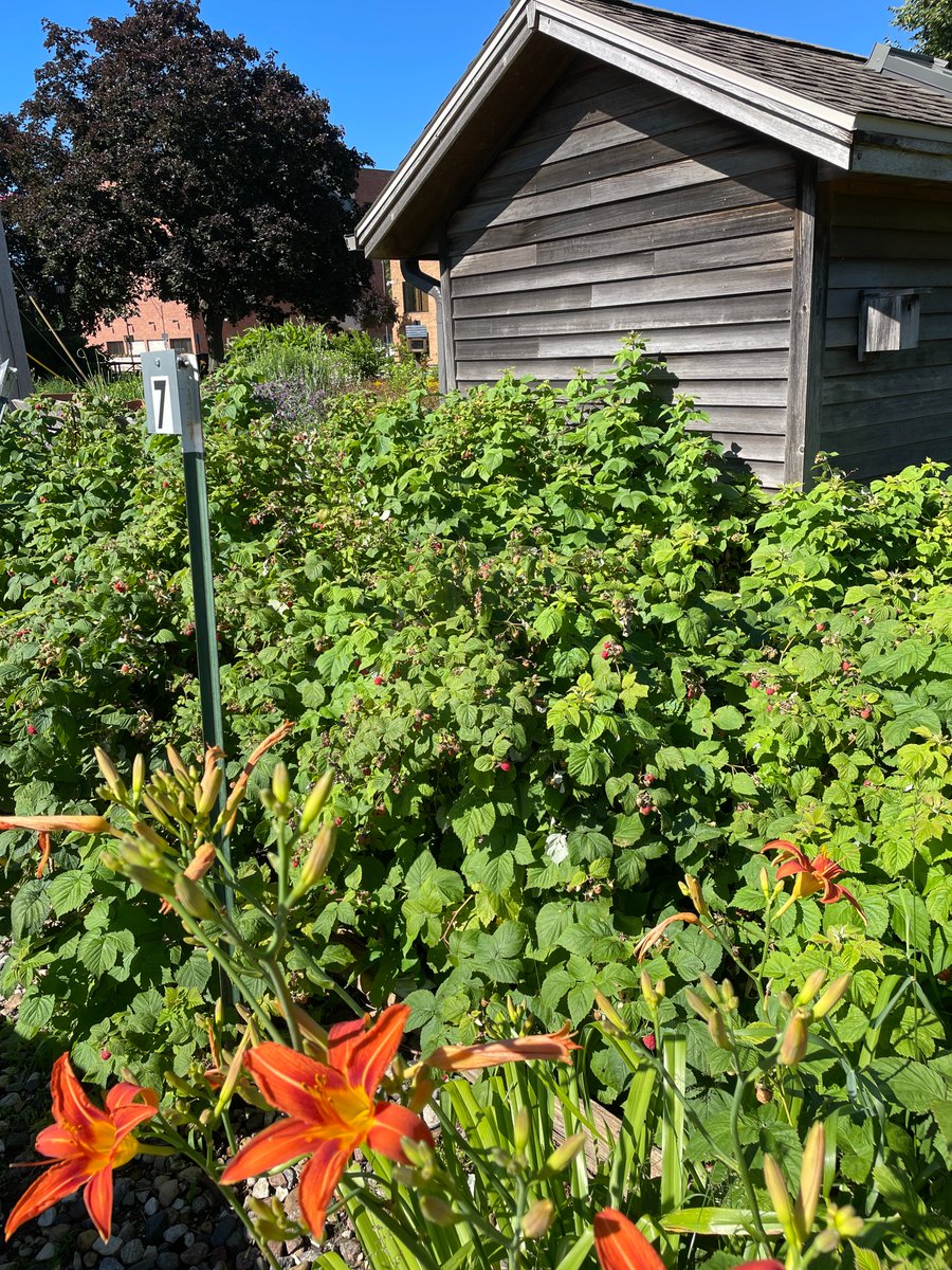 It's a beautiful day! The raspberries in the Library Garden are ripe! Come pick some!