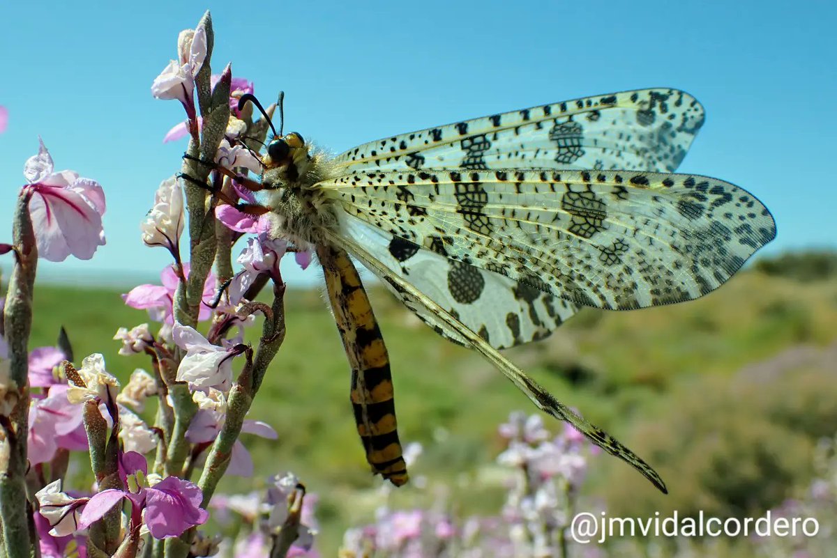✏️ Hoy vengo a presentarte a un artrópodo bastante especial: Palpares hispanus.

🦋 Este elegante nombre pertenece a un insecto del orden de los neurópteros, y si no sabes qué significa eso, no te preocupes porque no es con lo que quiero que te quedes...