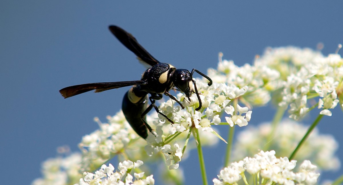 kala61857's tweet photo. Mason Wasp On Water Hemlock
This is a cropped photo of 1 of the pollinators nectaring on the water hemlock
4-toothed Mason Wasp (Monobia quadridens)
Water Hemlock (Cicuta maculata)
https://t.co/i1jsc5BoVw
#pollinator #ToxicWildflower #deadlybeauty #macro #wasp #nectaring #coolbug https://t.co/ngSIsuaQDH