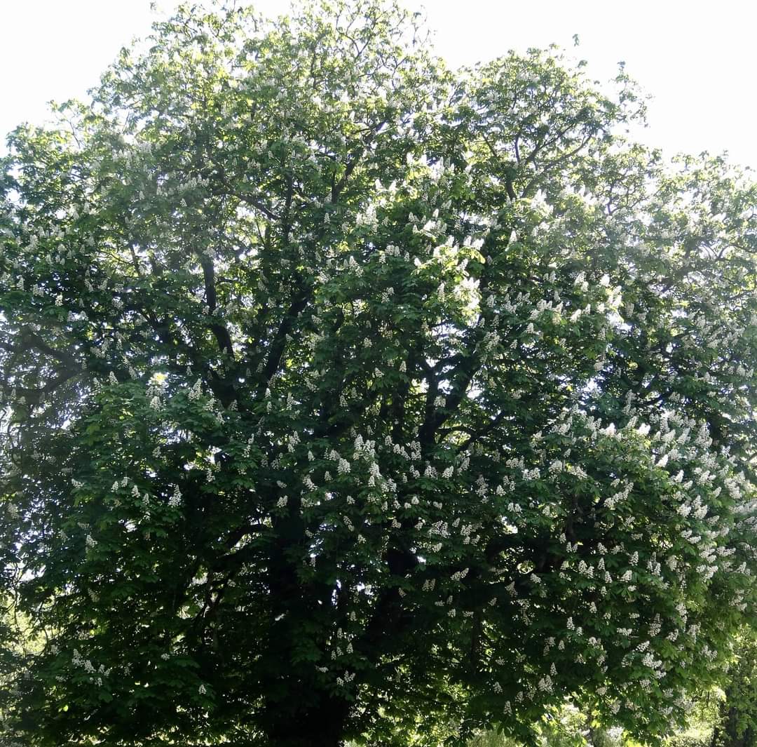 FriendsofPWS's tweet image. Did you miss the latest edition of our tree of the month? Find out about the wildlife value of Horse Chestnut, why it is used in some shampoos, what causes the blotching on autumn leaves and the link between Anne Frank and the Horse Chestnut: parkwood-springs.org.uk/news/tree-of-t…