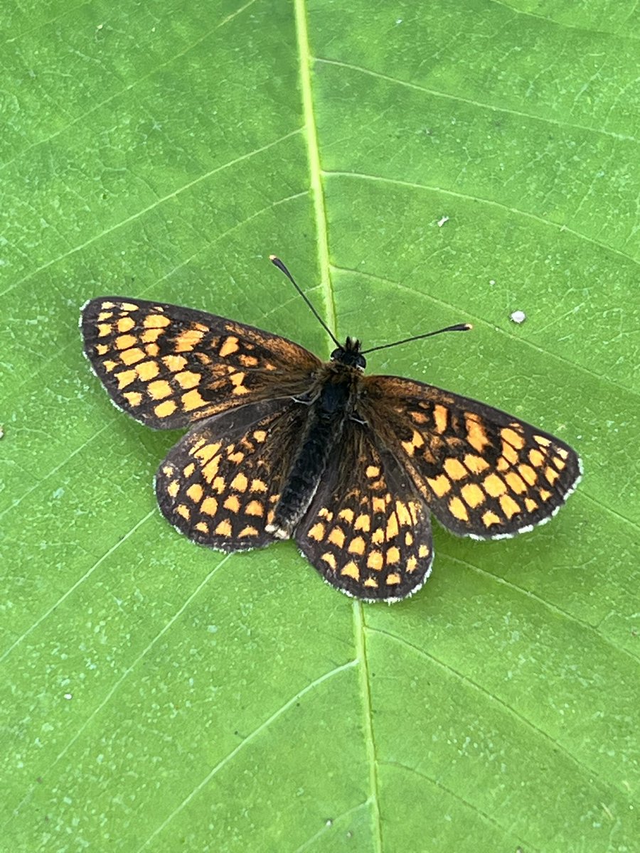 DanielCMartin1's tweet image. Just visited Blean Woods, Kent for Heath Fritillary; new one for me. What a place! Geat when such a rare species is the most common. One landed on me! Plenty of Cow Wheat there. Lots of other common species &amp;amp; good to see White Admiral. Pics on iPhone. Thanks @ColBowler #5togo