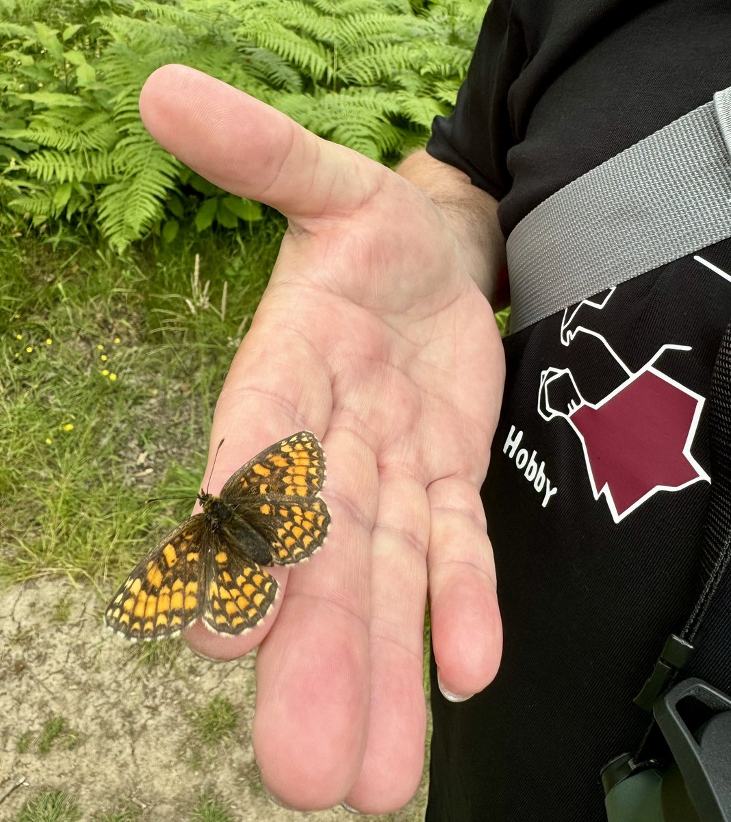 DanielCMartin1's tweet image. Just visited Blean Woods, Kent for Heath Fritillary; new one for me. What a place! Geat when such a rare species is the most common. One landed on me! Plenty of Cow Wheat there. Lots of other common species &amp;amp; good to see White Admiral. Pics on iPhone. Thanks @ColBowler #5togo