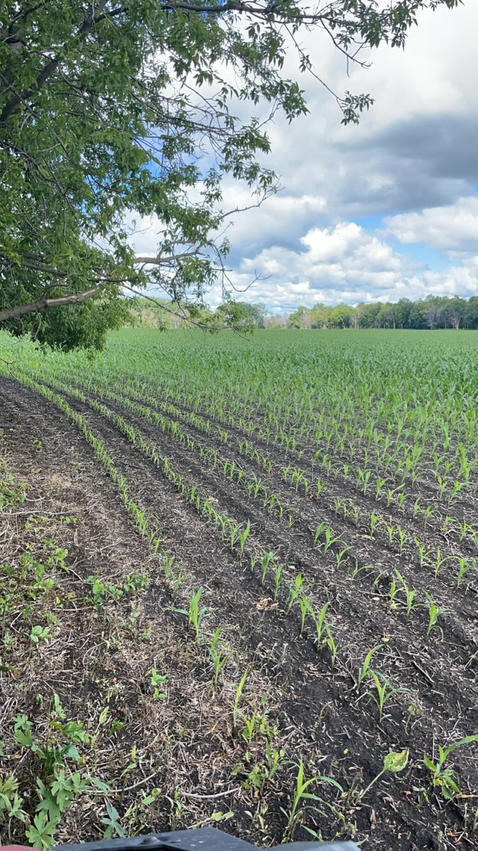 Rossel Marion tweet media