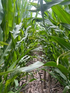 Full canopy with the <a href="/LGSeeds/">LG Seeds</a> 64C43 in southwest Kansas.  Exciting new hybrid I’m putting to the test this year.  <a href="/Teply_tweeter/">Matt Teply</a>