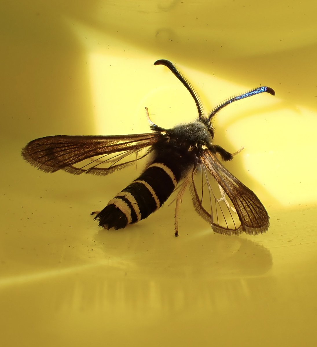 Bingo! Dusky Clearwing in norfolkmoths HQ garden to TAB lure at 5pm (Upwell) First for VC28! Happy with that 🥳