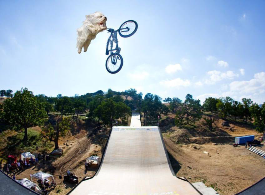 JumpingDogCTO's tweet photo. @spaceversehub @TEKNICAi @UnrektProtocol @StarbotPro @jk_lounge @based_elnen @Levi_Taich0 @Mikasa_Gempad @CryptoSavvy111 @RogerPad_Main Excited to join you all. Letโs go $JUMPI Jumping Dog fam #JumpingDog https://t.co/JwcPADaB3I