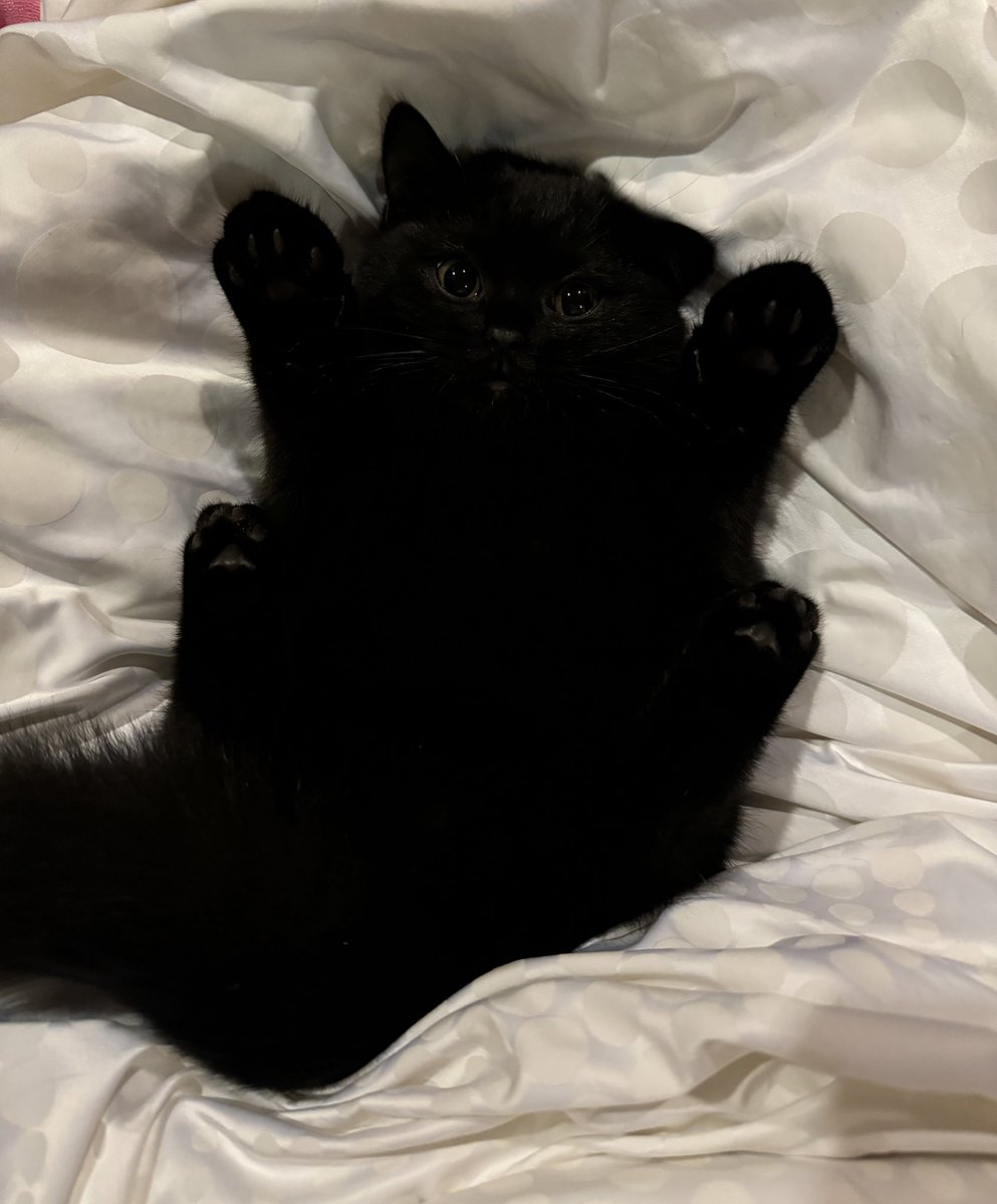 แมวดำน่ากลัวทุกตุว