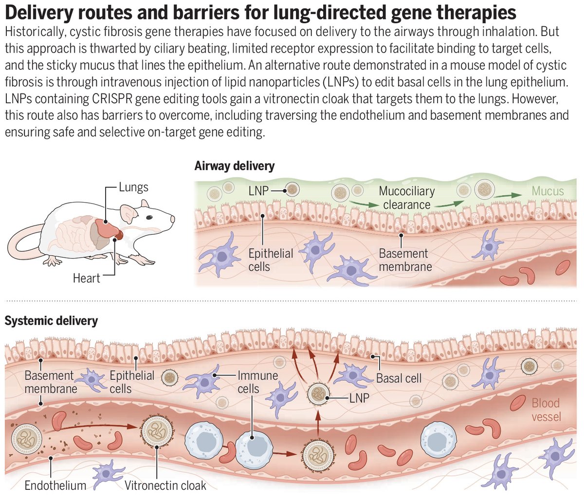 A lung-targeted gene editing approach ameliorates cystic fibrosis in mice, a new Science study finds. The results open up new avenues for treating genetic lung diseases.

📄: scim.ag/7vM
#SciencePerspective: scim.ag/7vN