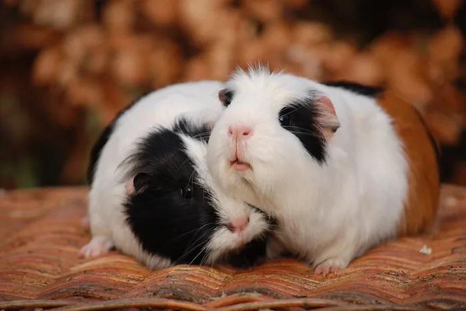 Rainmaker1973's tweet photo. Fun fact

In Switzerland, it’s illegal to own just one guinea pig. This is because guinea pigs are social animals and they are considered victims of abuse if they are alone. https://t.co/0eZPEA9lux