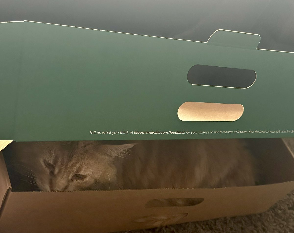 Gryffin is back in a box, perfect maine coon size #livinginabox <a href="/BloomandWild/">Bloom & Wild</a>