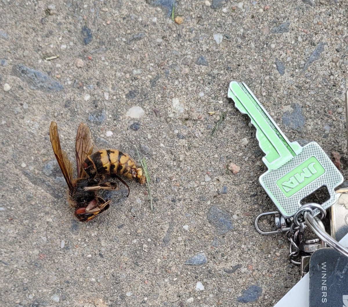 WheatBurt's tweet photo. Cicada killer wasp? It's big whatever it is! https://t.co/h3RDbJxKMb
