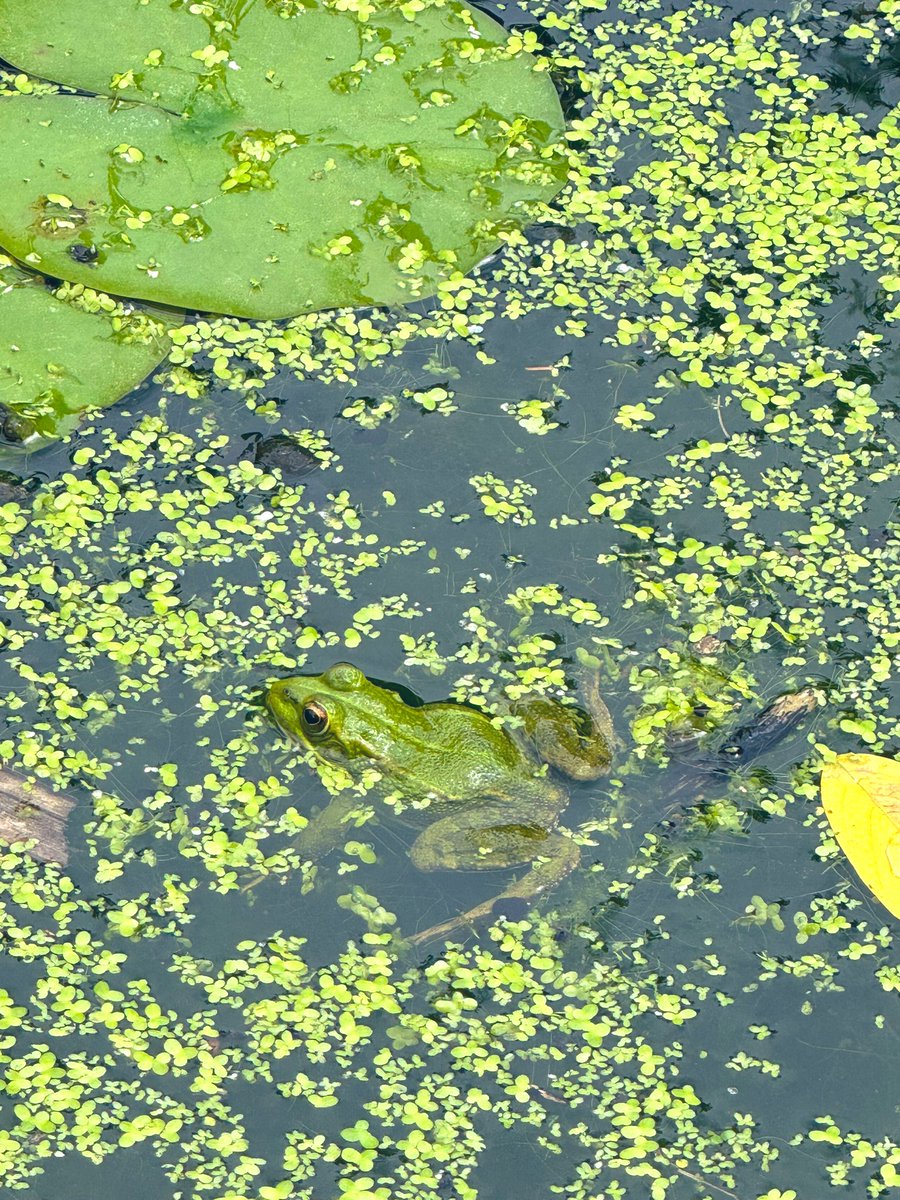 daisymaywalsh's tweet photo. Lost my mind in the Royal Botanical Garden today, frog heaven 💚 https://t.co/xXvYCtj12H