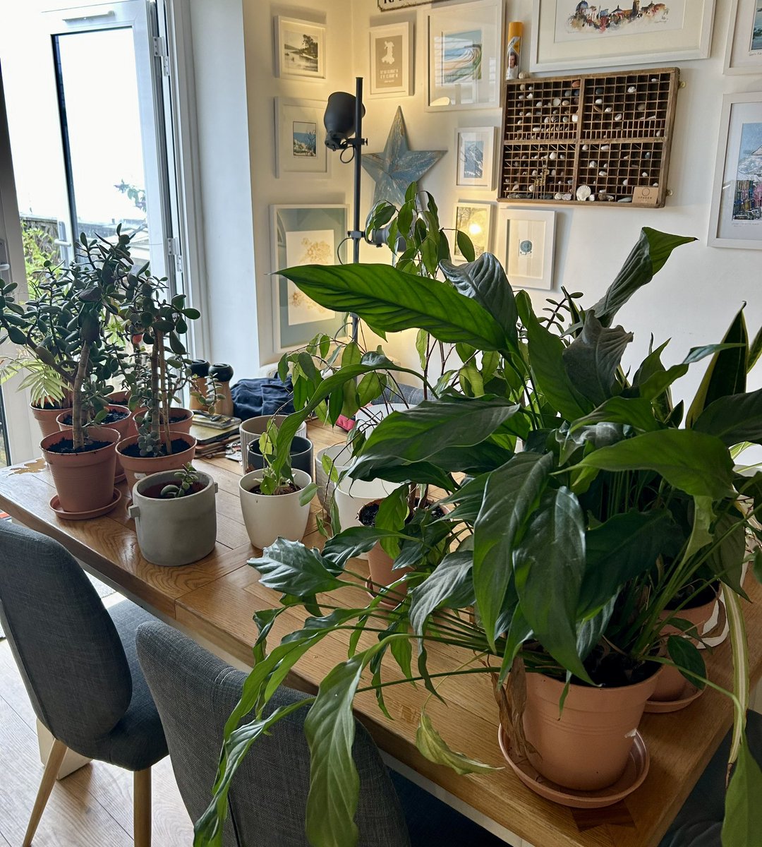 When caring for yourself means caring for your houseplants 🥰 
#houseplantcare #SelfCareMatters
