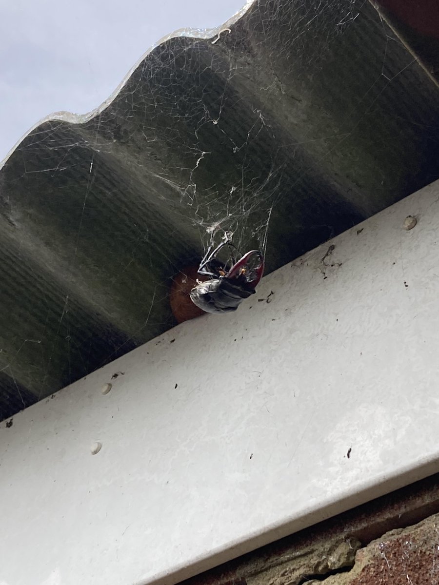 🔥 Found this in a spider web while gardening