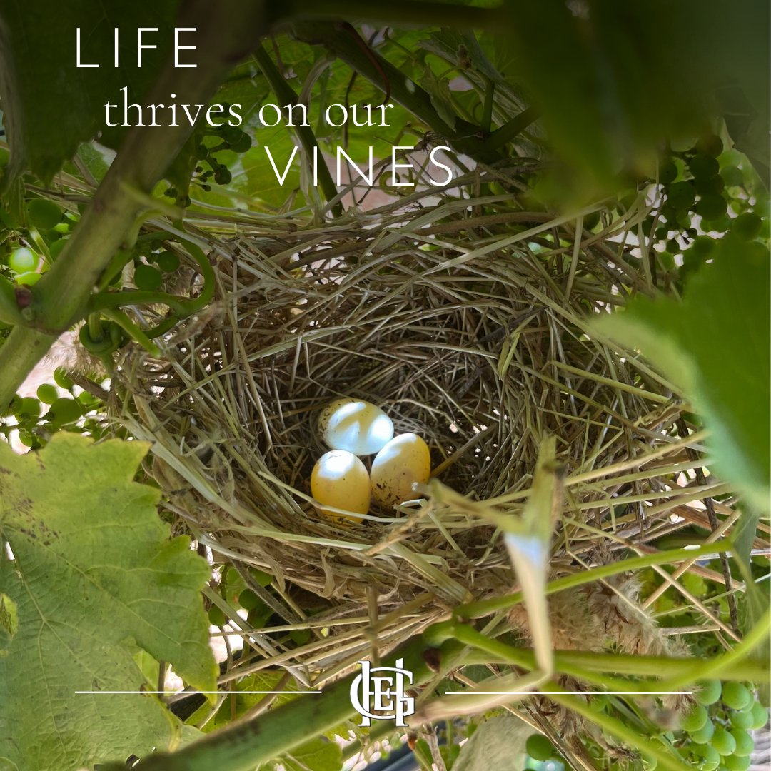 Grapes aren't the only things growing on our vines this summer - thanks to our regenerative practices, all sorts of native birds like to call our vineyards home too.
