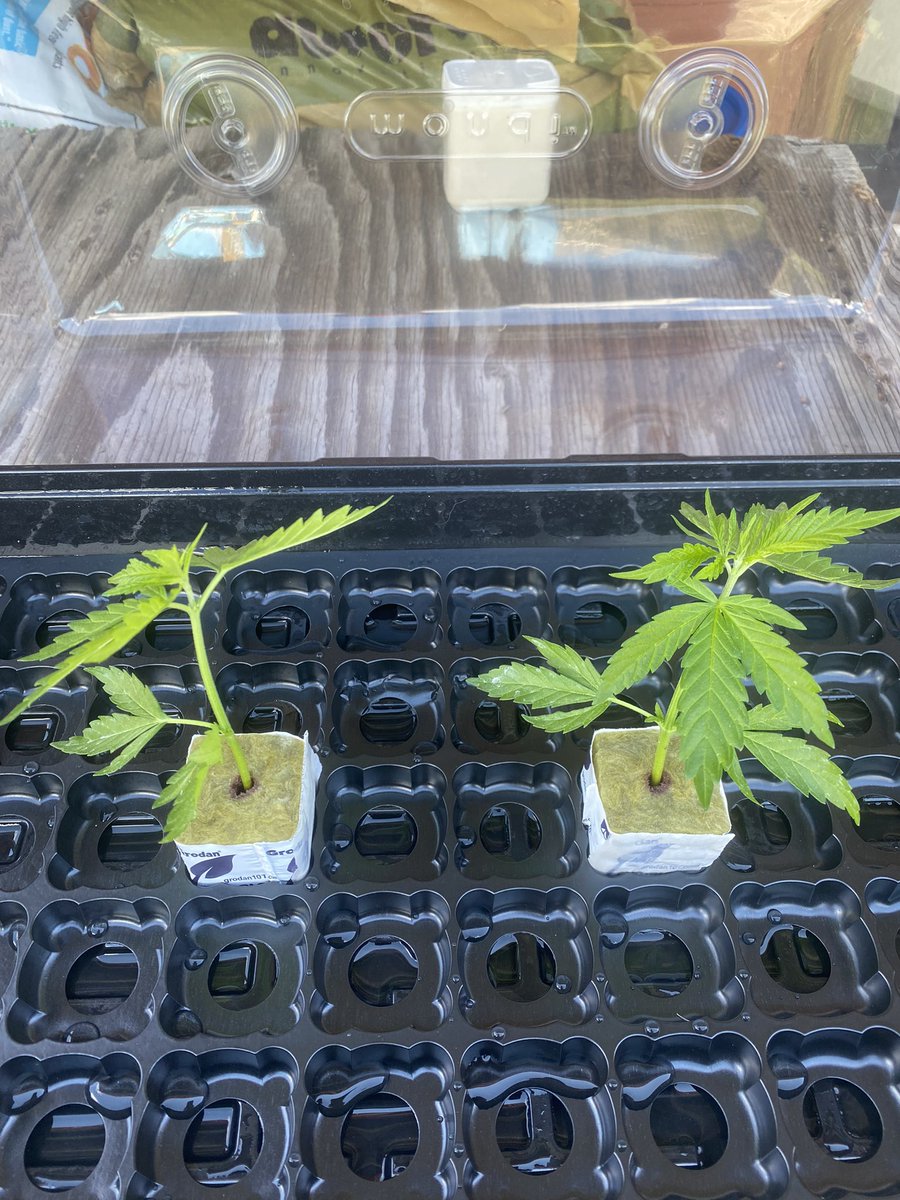 jmo22966085's tweet photo. Two #MasterKush clones have been taken from the seedling, which is now a teenager, this can be done much earlier however I didn’t want to top this plant so I took the two lowers, i’m saving enough branches to create enough clones for when I take them in the upcoming week for the next upcoming round, if it turns out Male I’ll demolish all of them, but by taking two of the lower branch clones and putting them in my bloom room under a dome it will force flower them, and I’ll know very quickly if it’s a female or a male I’m impatient so I’d like to know