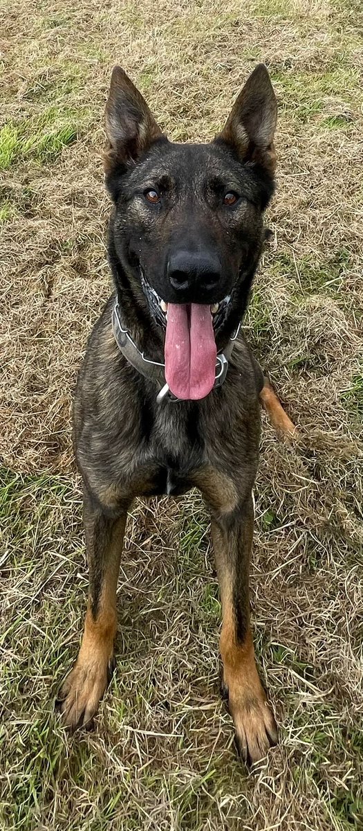 ChNW Police Dogs tweet media