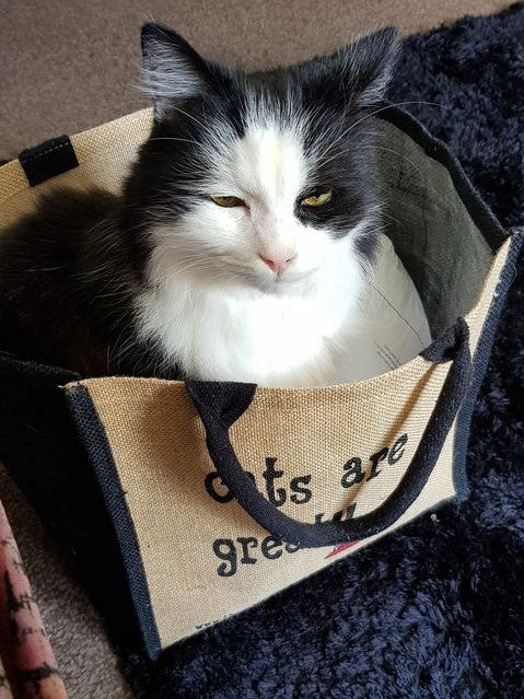 elliotspetware's tweet image. why not pick up a #juteshoppingbag with your next #catorder. #elliots  #buysoon