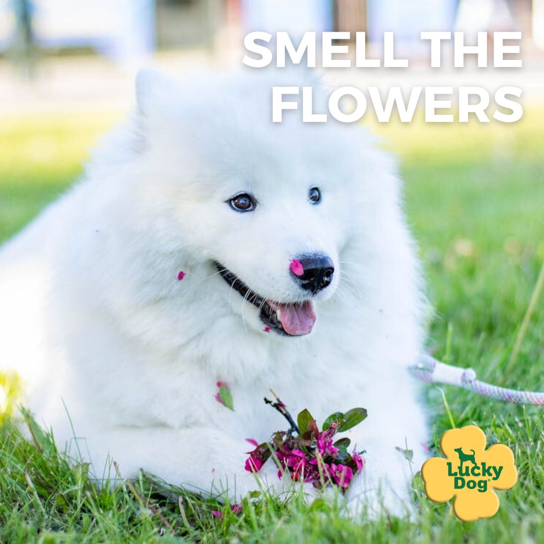 LuckyDogTreats's tweet photo. And maybe tear them up too. 😄
#dogs #happydog #dogslife #flowerdog #luckydog https://t.co/gj7lZ0c1cC