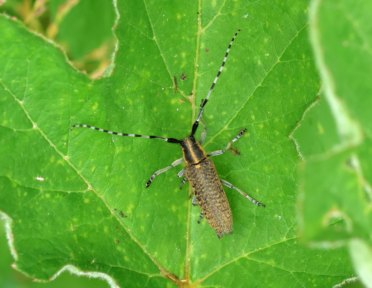 Nico1ame's tweet photo. #Day29 #30DaysWild @30DaysWild @WildlifeTrusts 2 beautiful insects today - the dazzling ruby-tailed wasp (info here - https://t.co/saAc0Md9dA) and a golden-bloomed grey longhorn beetle #InsectWeek2024 #insects https://t.co/xUxRHu8Xns