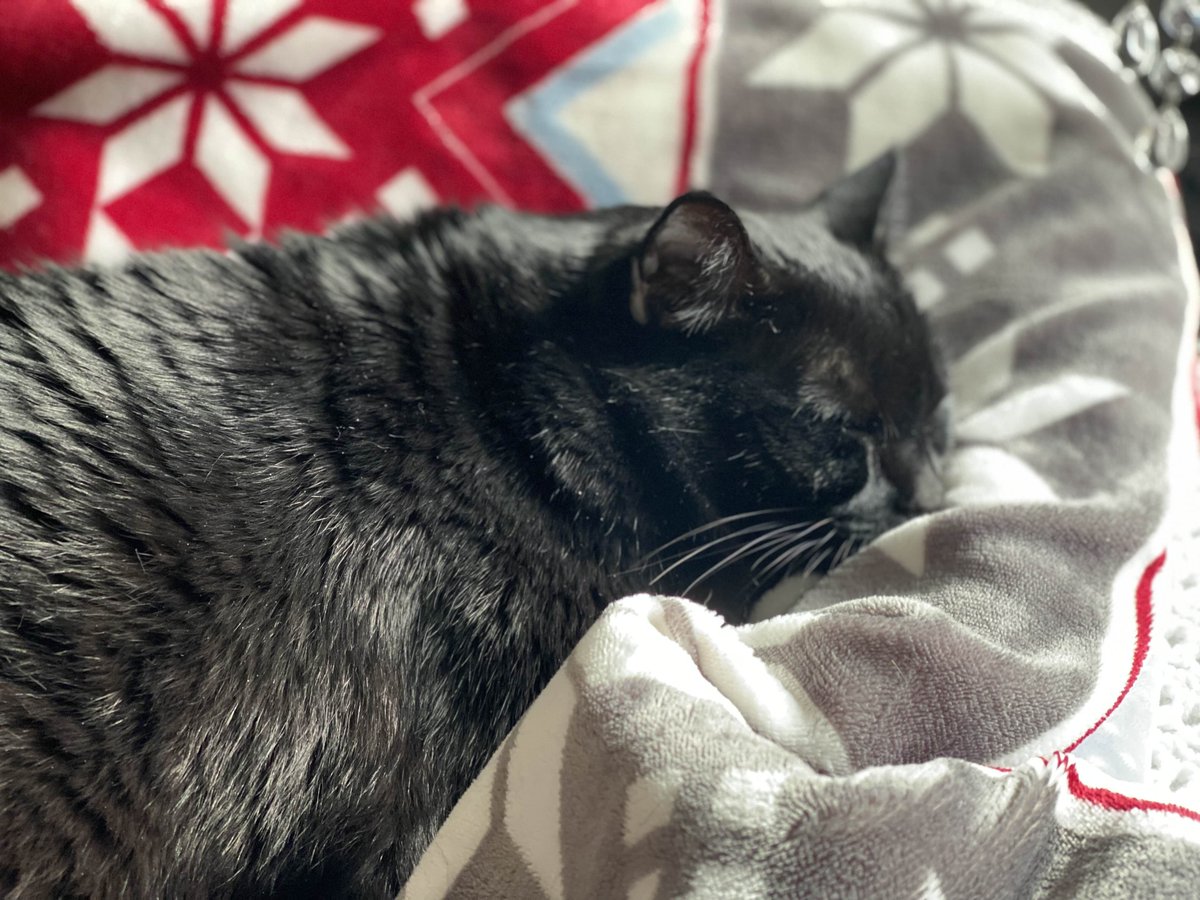 alynni8's tweet image. Live on #Twitch now 🎮 
Come hang out =^.^=

Diving into more steam sale games 😻 

First time playing Syberia: The World Before! This counts as a caturday game, right?? 🐱 

#CaturdayGaming #FirstPlaythrough #Community #Cat #BlackCat