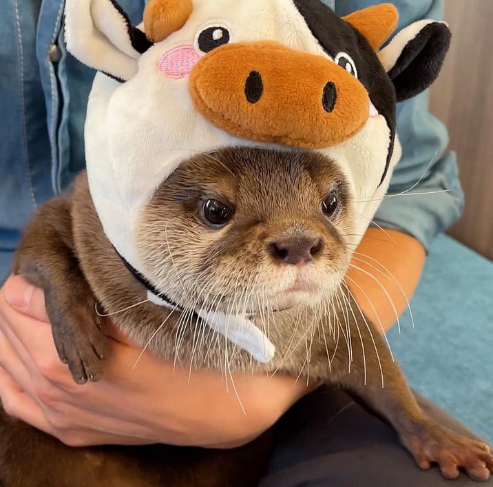uwuyugu's tweet photo. enough care and dogs 

we bored of them now 

there’s a new otter in town , cuter than them all

$OTTY https://t.co/BPlV8QxyEt