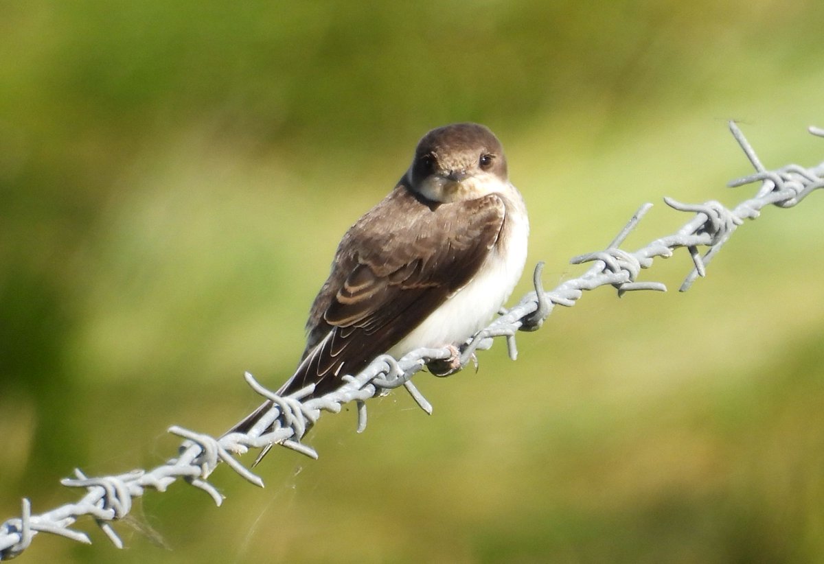 Lots of the usual stuff around too with plenty of Avocet, several Reed Warbler and a lone Sand Martin, with <a href="/wiltsbirder/">Malcolm Royal</a>