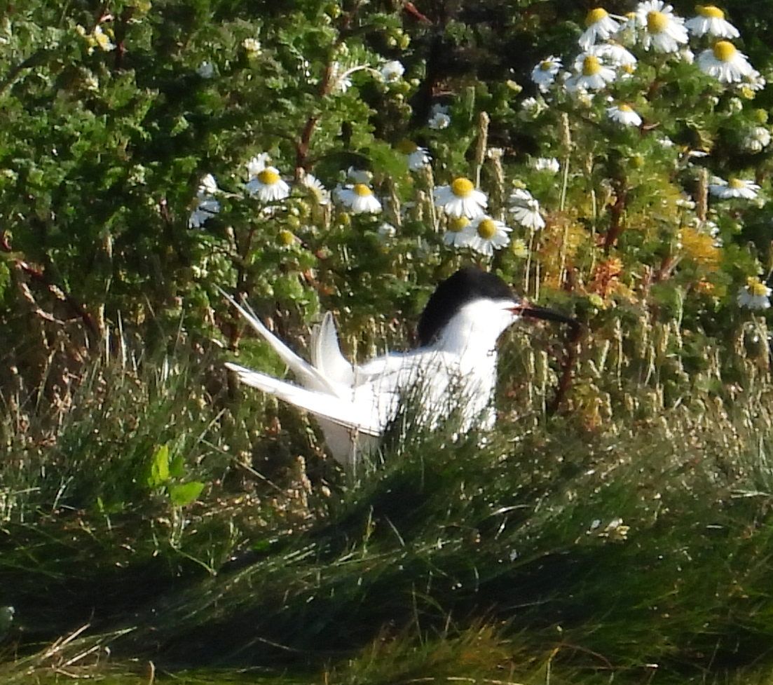 Great morning out with <a href="/wiltsbirder/">Malcolm Royal</a>,  managed to see both adult Roseate Tern feeding their 2 chicks which was pretty kool! Also several Little Tern around