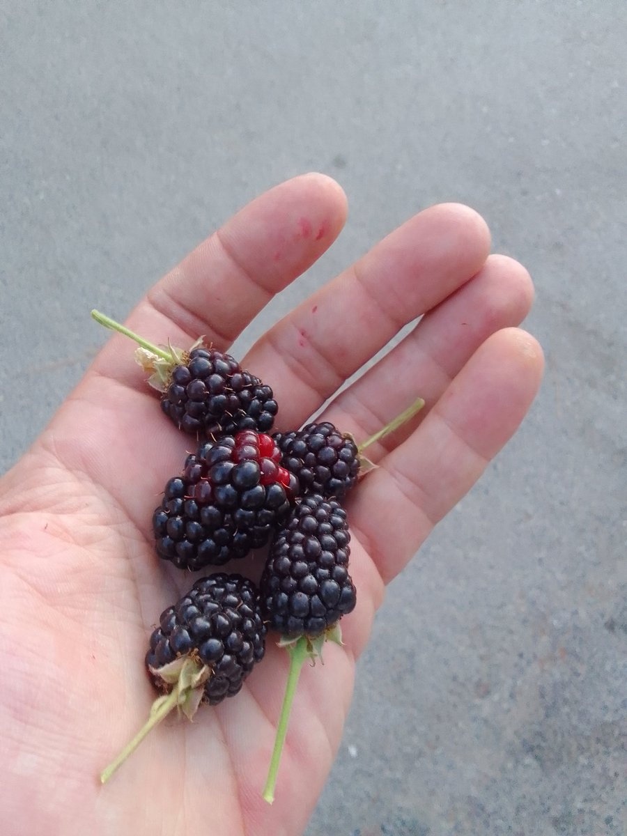Blackberry ( dırıkkk ) Afaton province