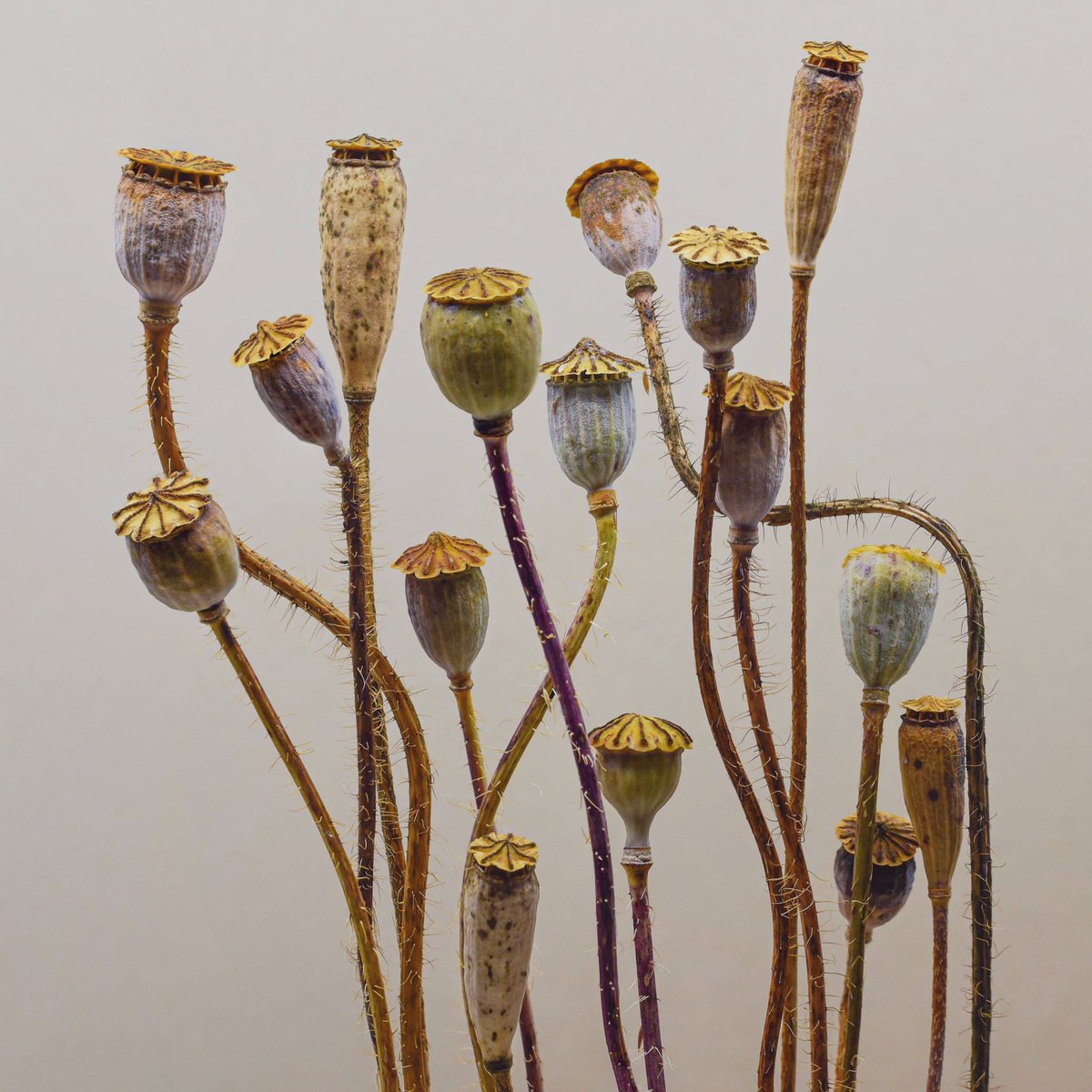 Jonas Frei tweet media