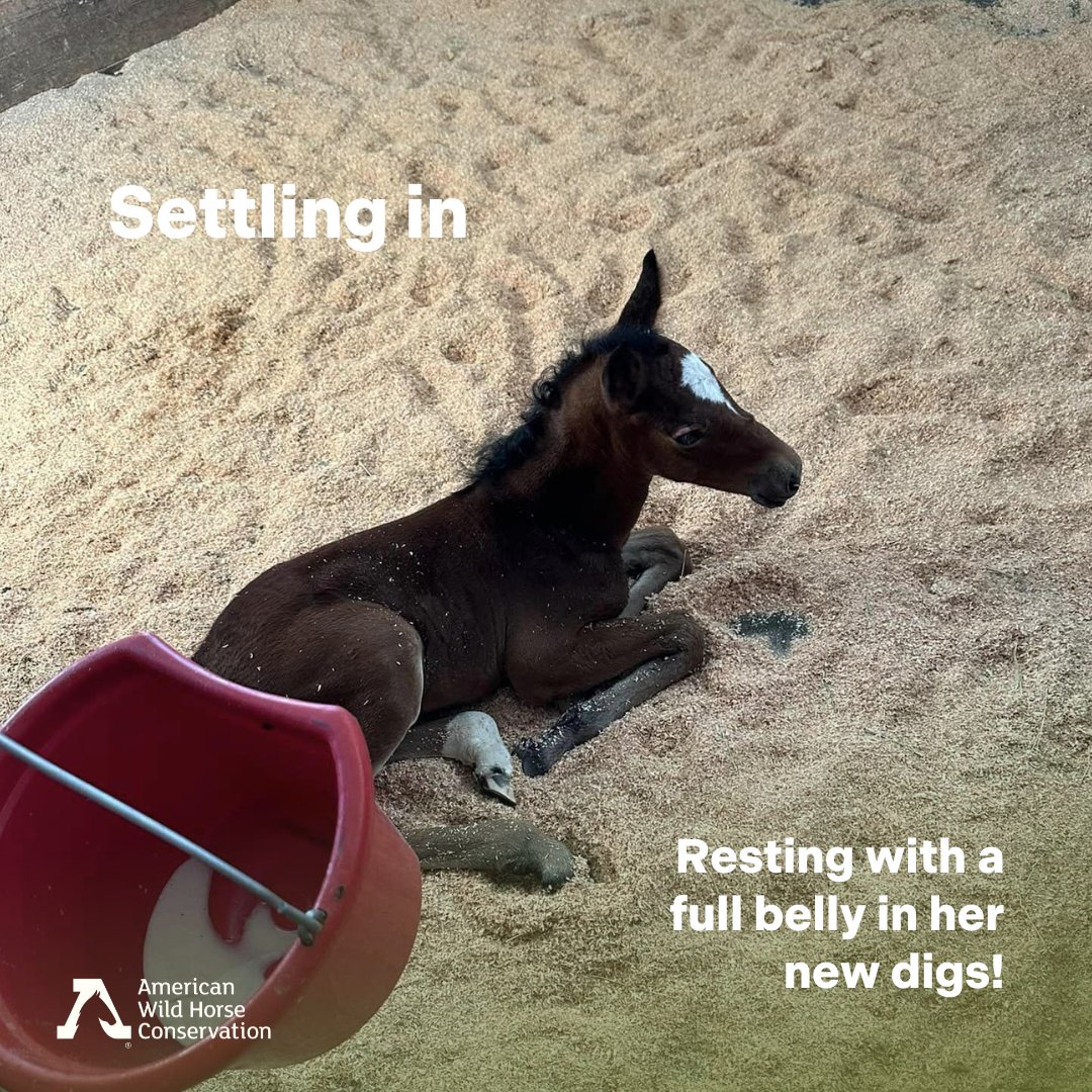 FreeWildHorses's tweet image. 🌟 Another successful rescue with a happy ending in a forever home! 🐴⁠
⁠
AWHC was glad to be able to support Wild Horse Connection with part of her vet bill from our Foal Rescue Fund. 

#WildlifeRescue #Foal #BabyHorse