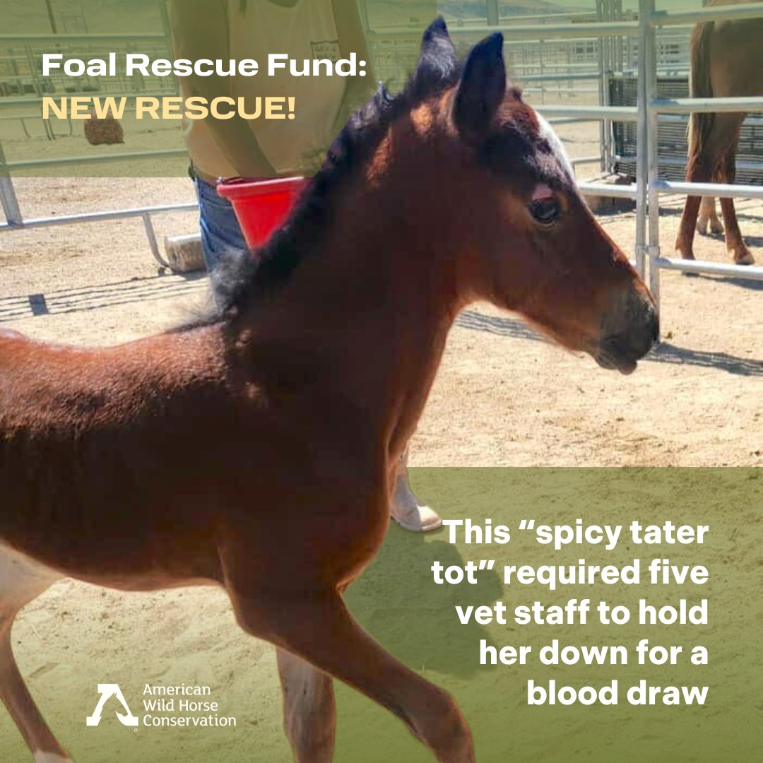 FreeWildHorses's tweet image. 🌟 Another successful rescue with a happy ending in a forever home! 🐴⁠
⁠
AWHC was glad to be able to support Wild Horse Connection with part of her vet bill from our Foal Rescue Fund. 

#WildlifeRescue #Foal #BabyHorse