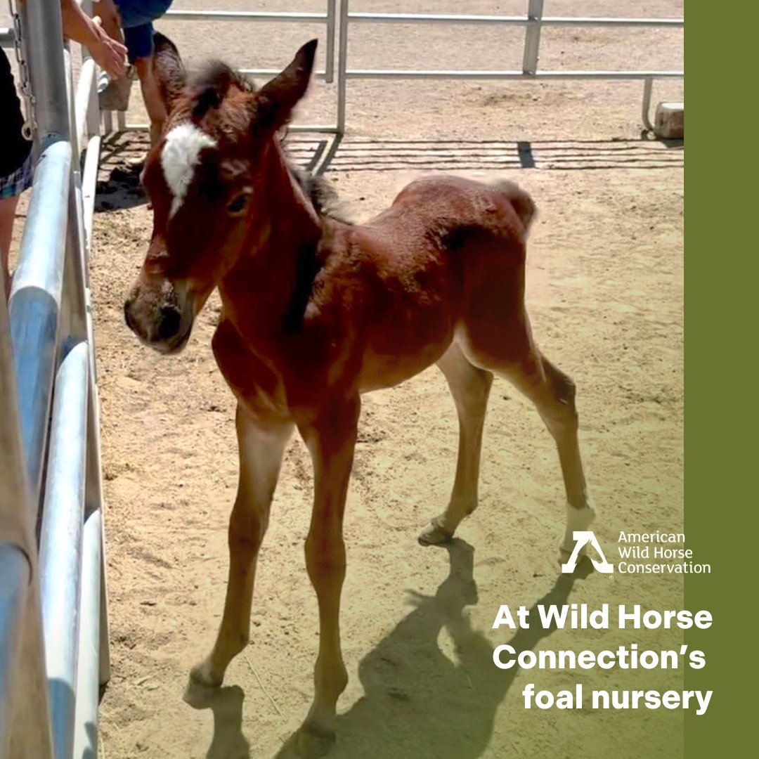 FreeWildHorses's tweet image. 🌟 Another successful rescue with a happy ending in a forever home! 🐴⁠
⁠
AWHC was glad to be able to support Wild Horse Connection with part of her vet bill from our Foal Rescue Fund. 

#WildlifeRescue #Foal #BabyHorse