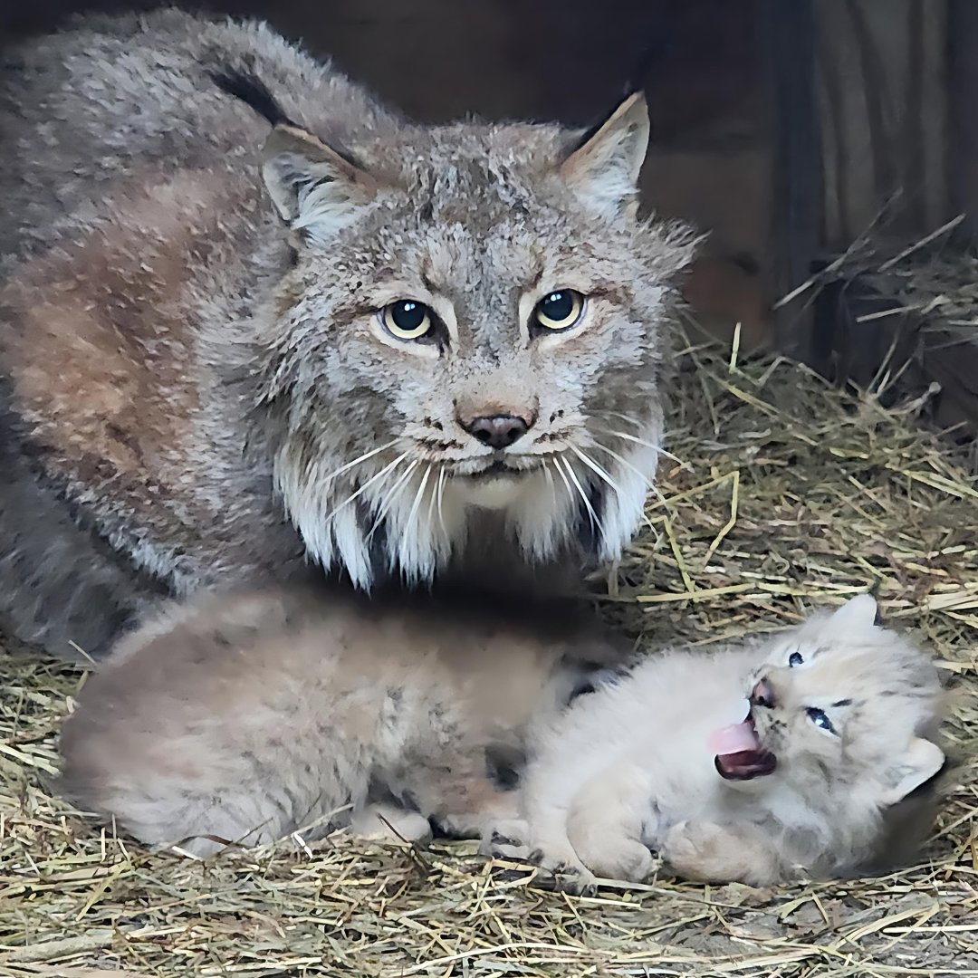 SeePlymouth's tweet photo. Congratulations to Buttonwood Park Zoo on the birth of two Canada Lynx kittens! 🎉 This is the first successful litter for eleven-year-old female Canada lynx, Sylvie and thirteen-year-old male, Hutch.  

Plan your trip to the zoo to meet the kittens: https://t.co/pKGOBcYwAg https://t.co/cHvE8RVFWS