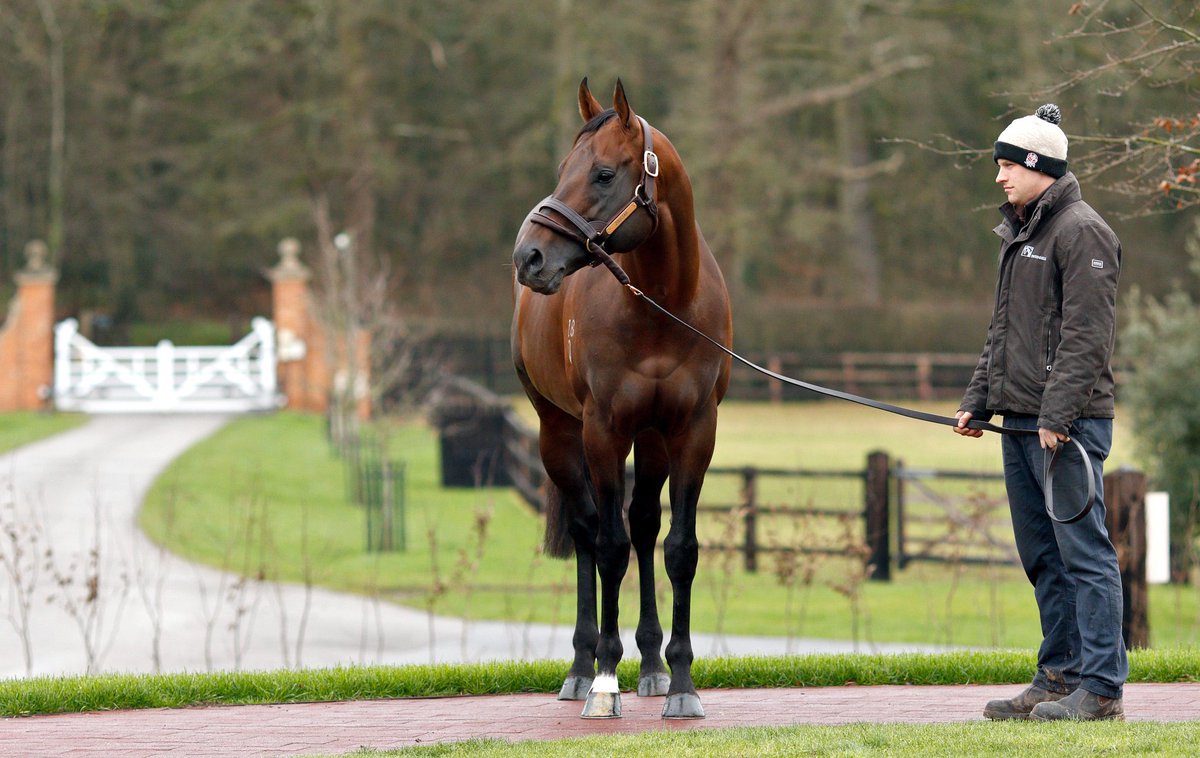 bloodstocknews's tweet photo. New Stakes winner for @Tweenhills’ Zoustar (pictured) 🏆 

Dual @InfoArqana grad MGHEERA (GB) takes the LR Prix Hampton @fgchantilly - congratulations to all connections 👏🏻 

Catch the pedigree of this 4yo filly along with the full result in tomorrow’s EBN #ReadAllAboutIt https://t.co/ZeGHMCeqNn