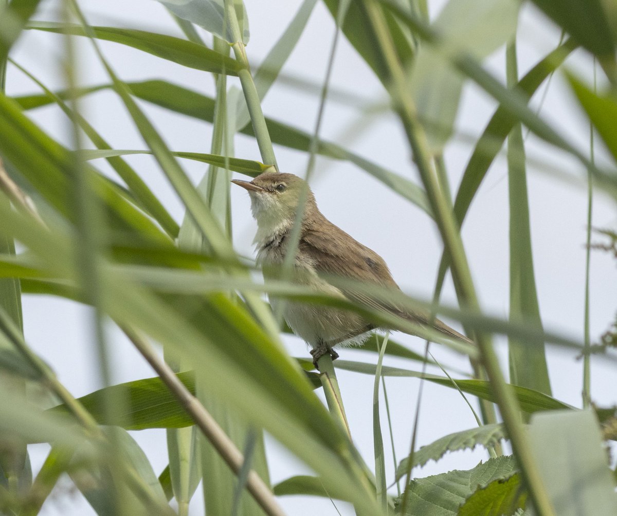 Spolvilla's tweet photo. Nice bright day @ladywalk_nr today. Highlight was a lovely family of young Whitethroat in the river scrub between River and Bittern hides..awesome. Other notable.. x2 Green Sand, x3 Oystercatcher, Reed and Garden Warbler, GWE, Little Egret, Peregrine. With @OriginalQwerty. https://t.co/k5UQsMjACf