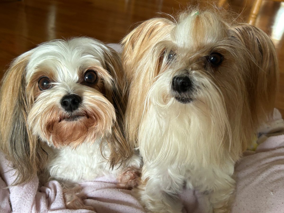 bilbrandon's tweet image. Bath day. They clean up real nice.